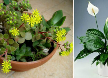 10 кімнатних рослин, які принесуть любов і сімейне щастя у ваш дім