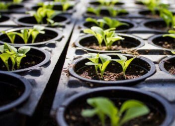 Чому загниває розсада і як врятувати її від загибелі